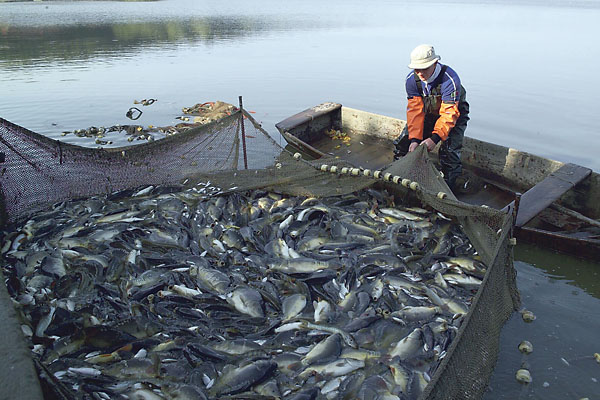 Primera temporada de pesca supera en 65 % a toda la del aÃ±o 2014