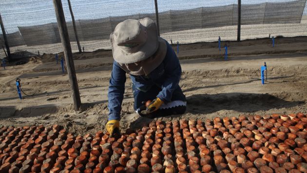 Las agroexportaciones generarÃ­an mÃ¡s empleo, afirma ADEX