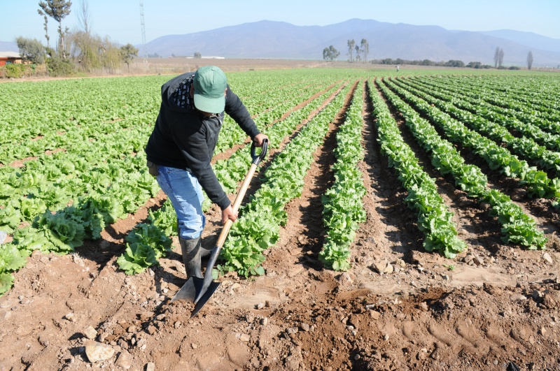 EliminarÃ¡n deudas a los pequeÃ±os agricultores y aliviarÃ¡n intereses y moras