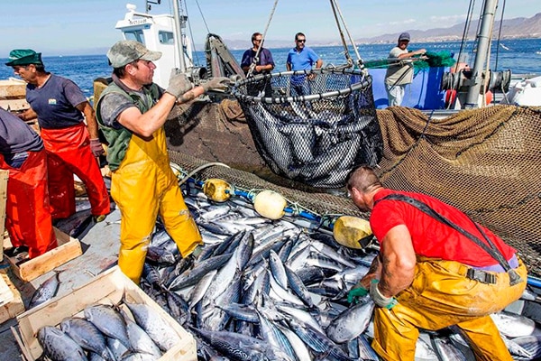 Buenas perspectivas en la pesca peruana