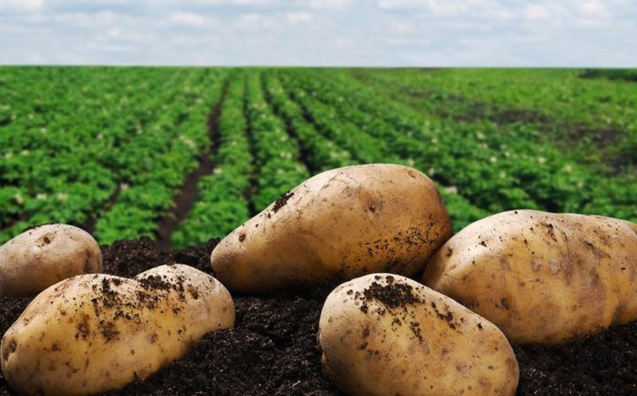 Productores de papa no pueden cosechar por bloqueos de carreteras